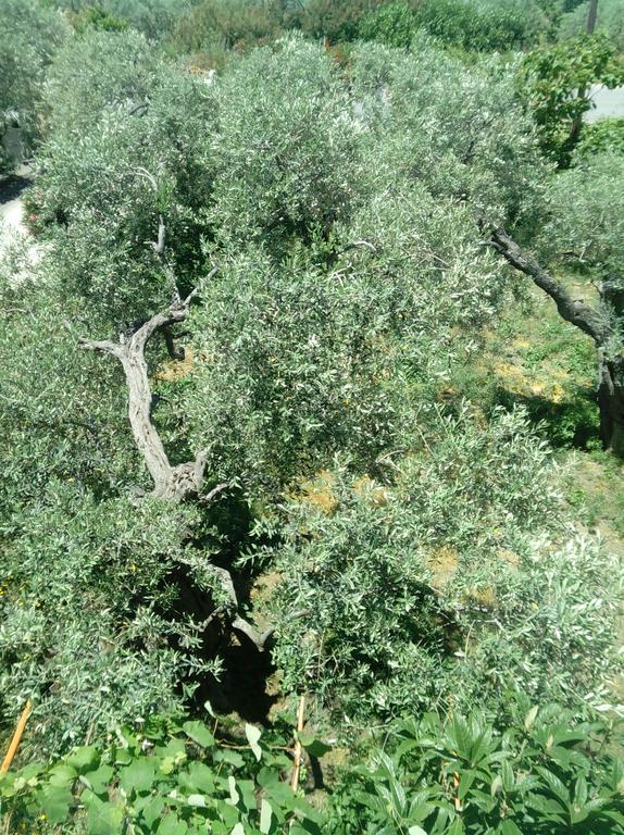 Skala Rachoni  Villa Thomi المظهر الخارجي الصورة